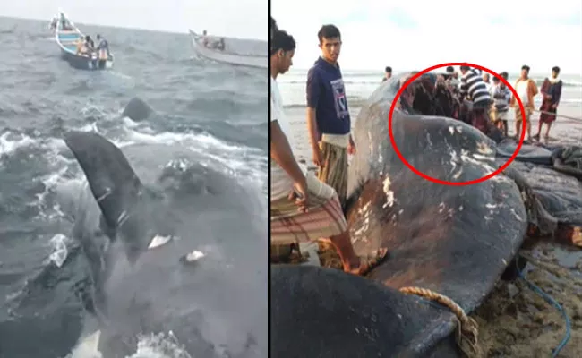 Whale Vomit Changes Yemen Fishermen Lives In Overnight - Sakshi