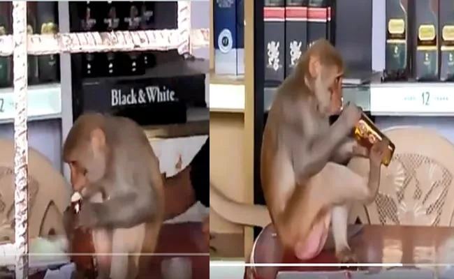 Viral Video: Monkey Enjoys Drink At Wine Shop In Madhya Pradesh - Sakshi