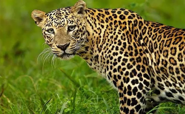 Leopard attack in Singirikona - Sakshi