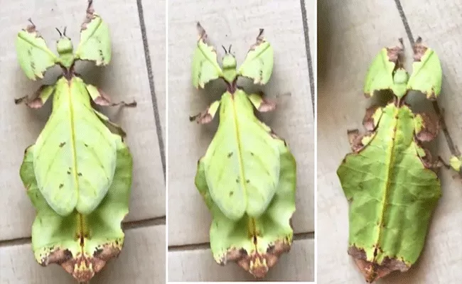 Is it a leaf or an insect, Internet stunned With Viral video - Sakshi