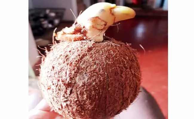 Coconut In The Shape Of Parrot In Srikakulam District - Sakshi
