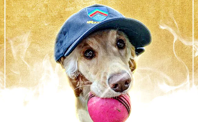 ICC Announce Dog Of The Month Award Dog Invaded Pitch During T20 Match - Sakshi