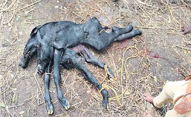 Calf Born With 6 Legs 2 Heads In Krishna District Pamarru - Sakshi