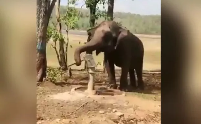 Elephant Uses Hand Pump To Get Water Ministry of Jal Shakti tweet - Sakshi