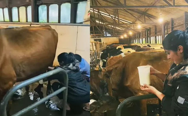 Nivetha Thomas Milking Cow in A Dairy Farm Goes Viral on Social Media - Sakshi