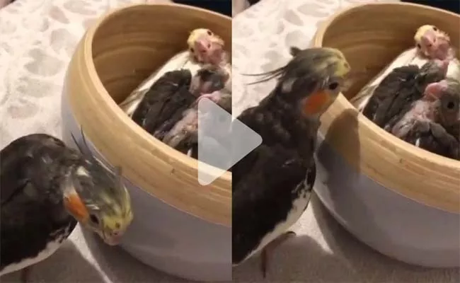 Playful Parrot Performs Peekaboo With Its Bird Babies - Sakshi