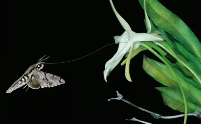 Darwins Moth Is The Longest Toungued Insect In The World - Sakshi