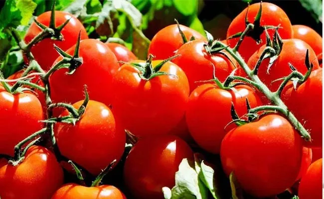 Tomato Price Rise In Kurnool District - Sakshi