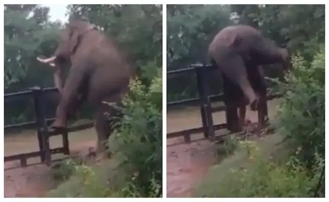 Viral Video For Elephant Climbs Iron Has Gone Viral In Social Media - Sakshi