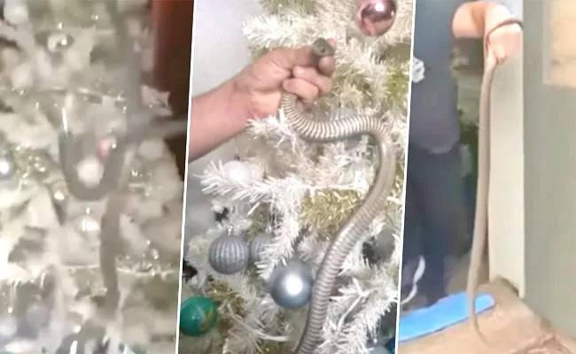 Snake Found Under Christmas Tree In Australia Video Goes Viral - Sakshi
