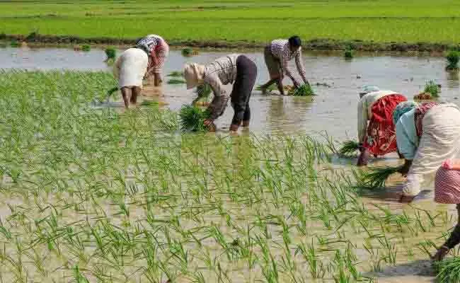 Paddy Farming May Be Less In Yasangi Season Telangana - Sakshi