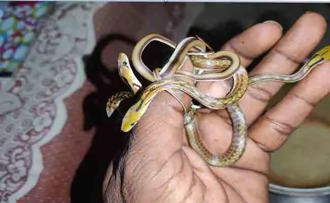 Snake Babies Found in House at Shivamogga - Sakshi