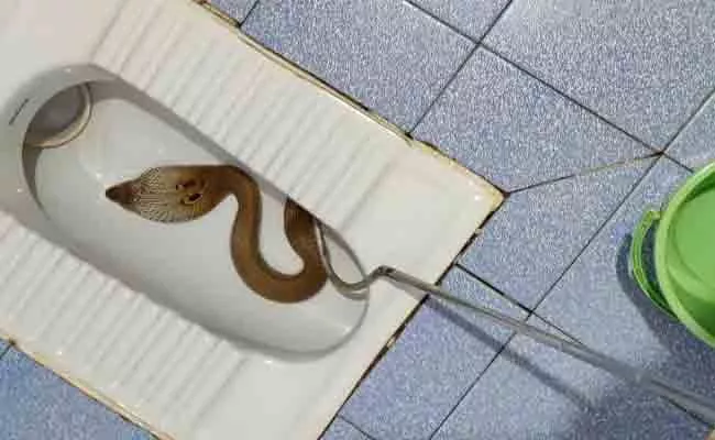 Cobra in Toilet Bowl of Bengaluru Home Rescued Safely - Sakshi