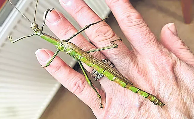 World First Half Male And Half Female Dual Gender Stick Insect - Sakshi