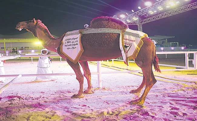 Camel Wins Beauty Contest In Qatar Festival Without Undergoing Botox Surgery - Sakshi