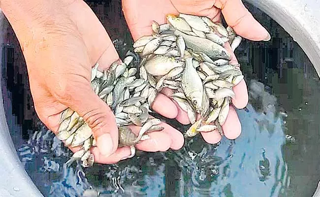 Free Fish Distribution Program Implementation Problems In Telangana - Sakshi