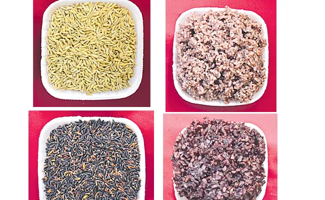 Bapatla Agricultural University Scientists Develop BPT 2841 Black Rice - Sakshi