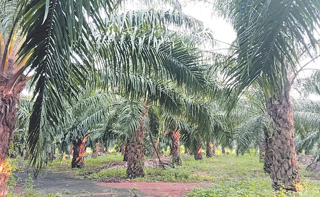 Cultivation of profitable palm oil - Sakshi