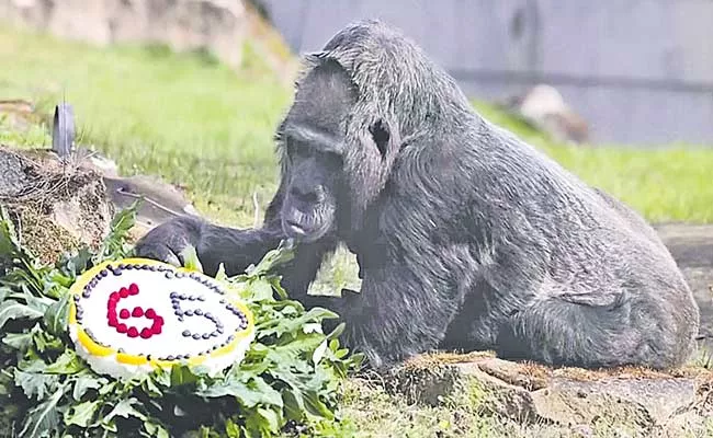 Worlds Oldest Gorilla Celebrates Her 65th Birthday By Tucking Into Tasty Treat - Sakshi