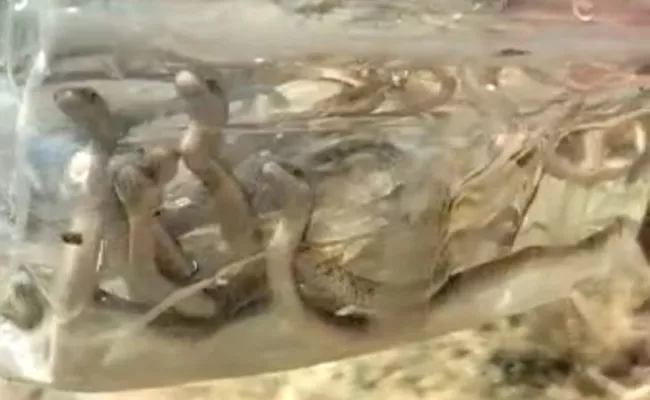 50 Above Snake Babies Found At wanaparthy - Sakshi