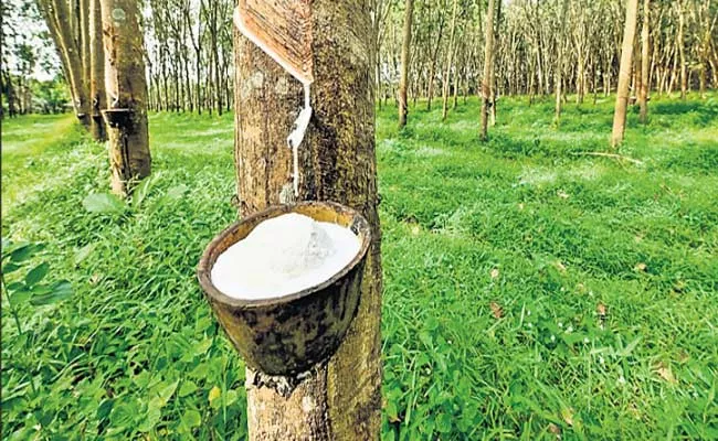 Andhra Pradesh: Giri Farmers Are Interested In Rubber Cultivation - Sakshi