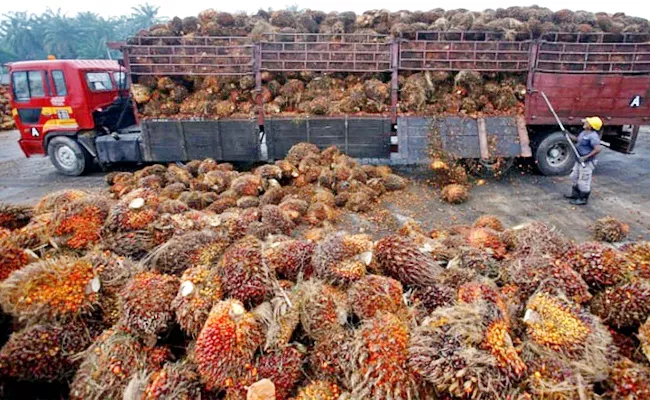 Indonesia President Gave permission To Palm oil exports - Sakshi