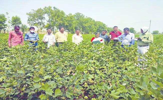 Cotton Cultivation For The First Time Yasangi In Mancherial - Sakshi
