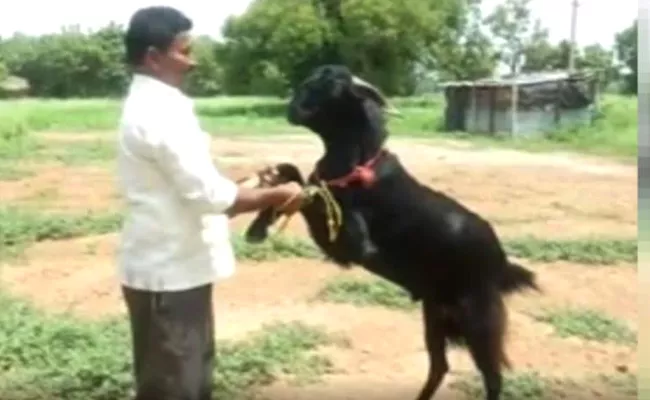 The Strange Act Of Giving Goat Milk Took Place In Haveri District - Sakshi