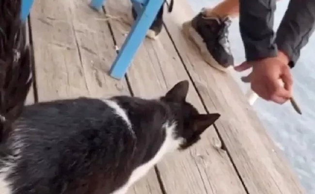 Greek Man Arrested For Kicking Cat Into Sea Video Viral - Sakshi