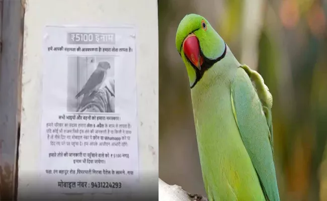 Pet Parrot Popo Goes Missing Gaya Family Announces Cash Reward - Sakshi