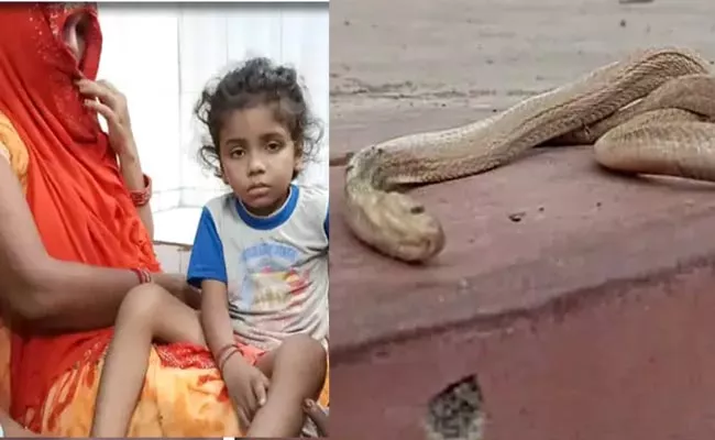 Poisonous Cobra Dies After Stinging Boy At Bihar - Sakshi