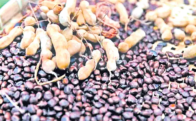 Full Demanded Tamarind Nuts Make More Money - Sakshi
