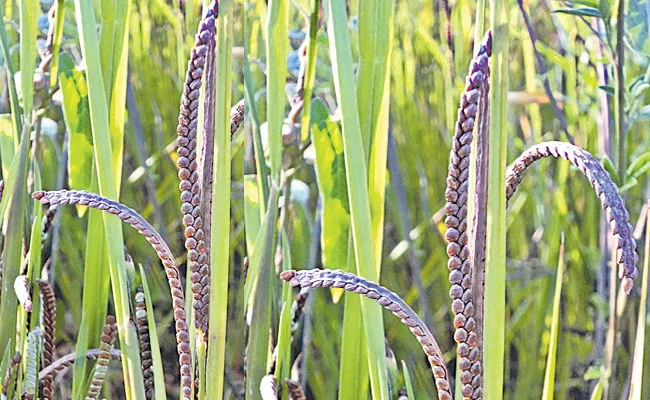 Sagubadi: How To Cultivate Arikelu Kodo Millet And Details About Crop - Sakshi