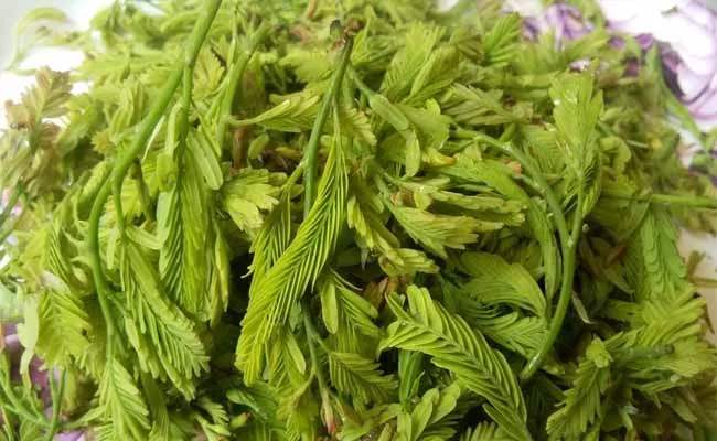 Tamarind Leaves Konaseema Demand Health Benefits   - Sakshi