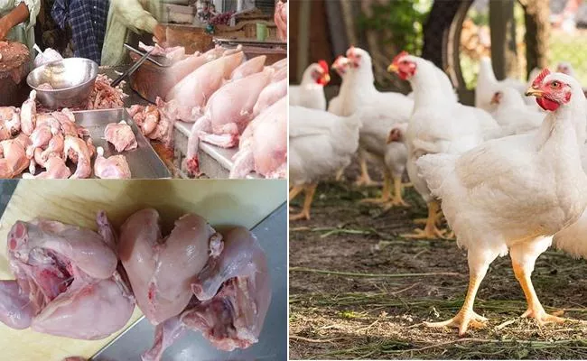 Konaseema District: Poultry Farms At A Loss Over Chicken Deaths Due To Heat - Sakshi