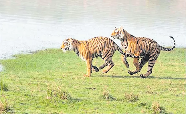 Confluence of Tigers in calm atmosphere Breeding time of tigers - Sakshi