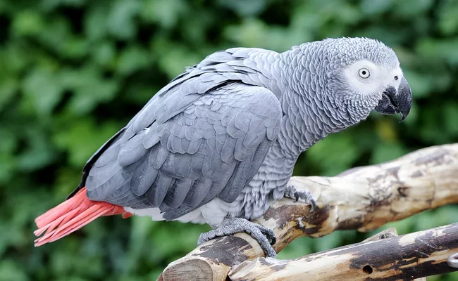 Africa Parrot Missing Rs 50000 Reward In Karnataka Tumakuru - Sakshi