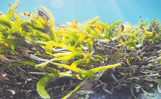 Many nutritional values of seaweed plant says Scientists - Sakshi