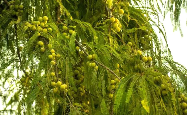 Amla Crop High Yield And Profits For The Farmers - Sakshi