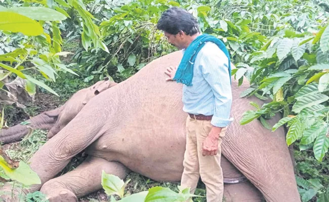 Two Elephants Died With Current Shock At Kodagu District - Sakshi
