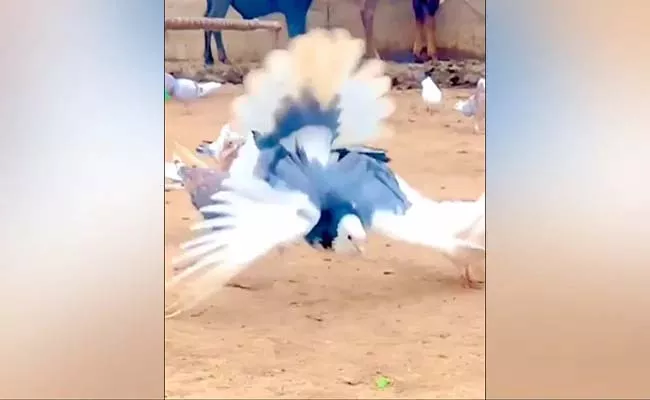 A Video From Pigeon Performs Backflips Thrice Shows Goes Viral  - Sakshi