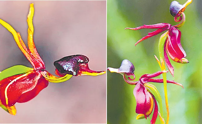 Unique Flowers Attracts South Australia - Sakshi