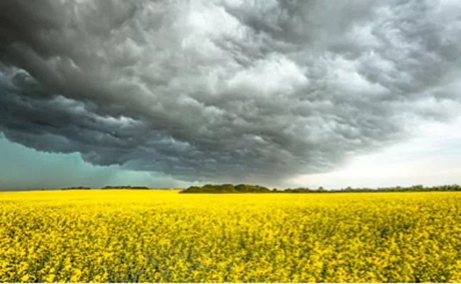 The Clouds Over The Mustard Crop In Canada Alberta - Sakshi
