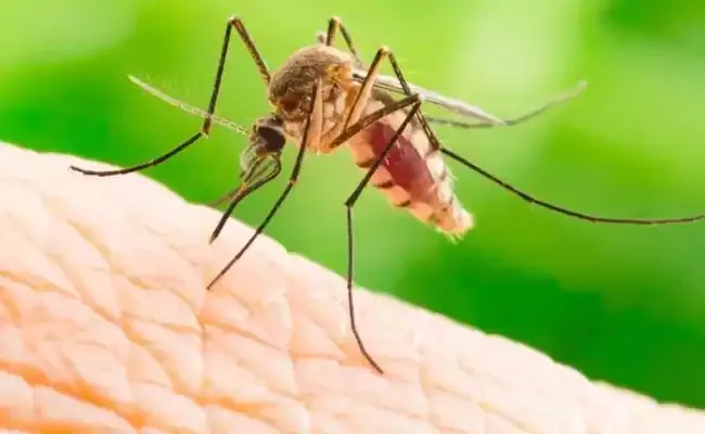 ICMR VCRC Develops Special Mosquitoes To control Dengue Chikungunya - Sakshi
