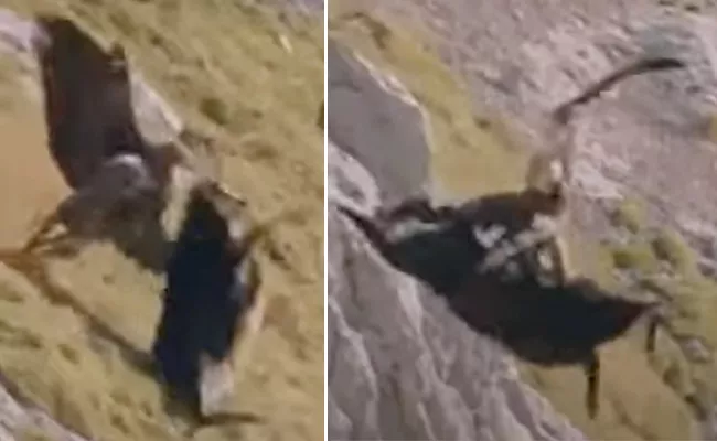 Watch Mountain Goat Escapes Itself From Clutches Of Eagle Viral Video - Sakshi