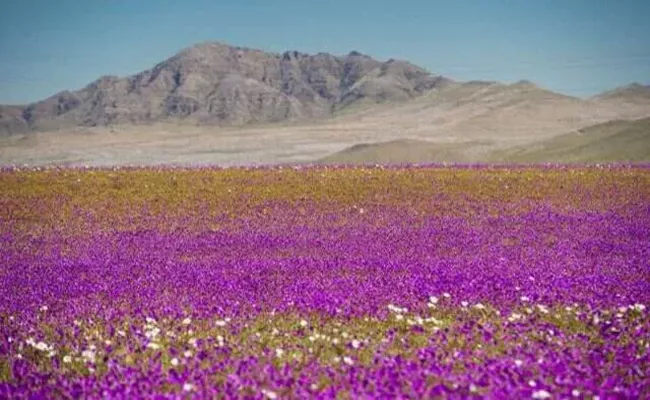 World Driest Place Chile Atacama desert, Turns Into Valley Of Flowers - Sakshi