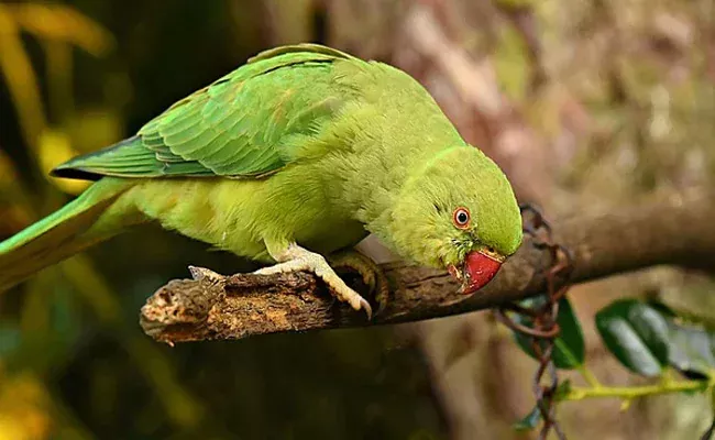 72 Year Old Pune Man Files Police Complaint On Neighbour Parrot - Sakshi