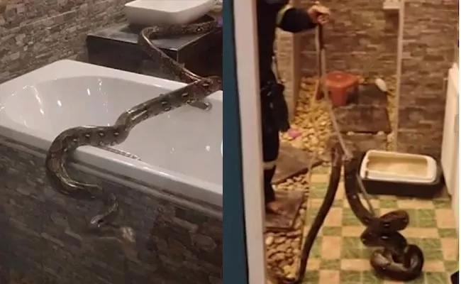 Python Slithers Into Woman Bathroom At Thailand Bangkok - Sakshi