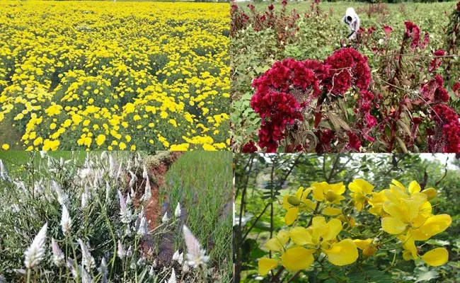 Bathukamma Festival: Different Flowers Cultivation In karimnagar - Sakshi