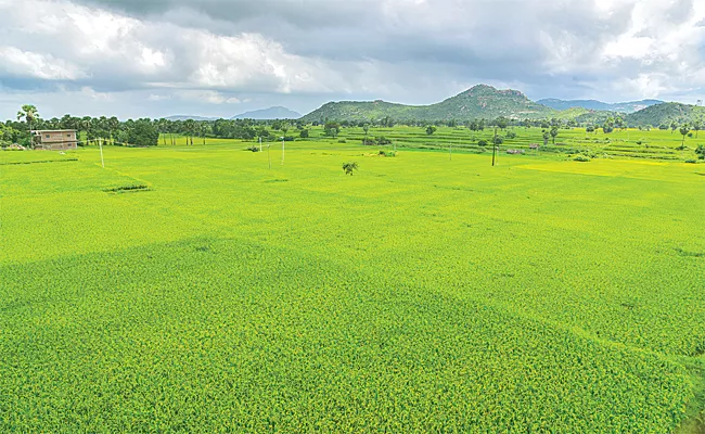Agriculture Department to lift Cultivation Restrictions Imposed on Yasangi - Sakshi